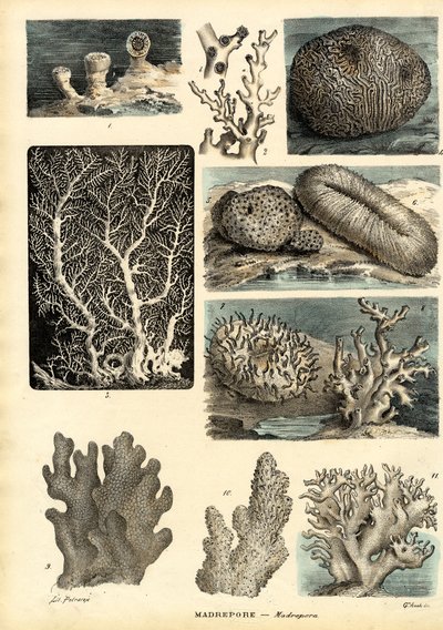 Corals, 1863-79 by Raimundo Petraroja